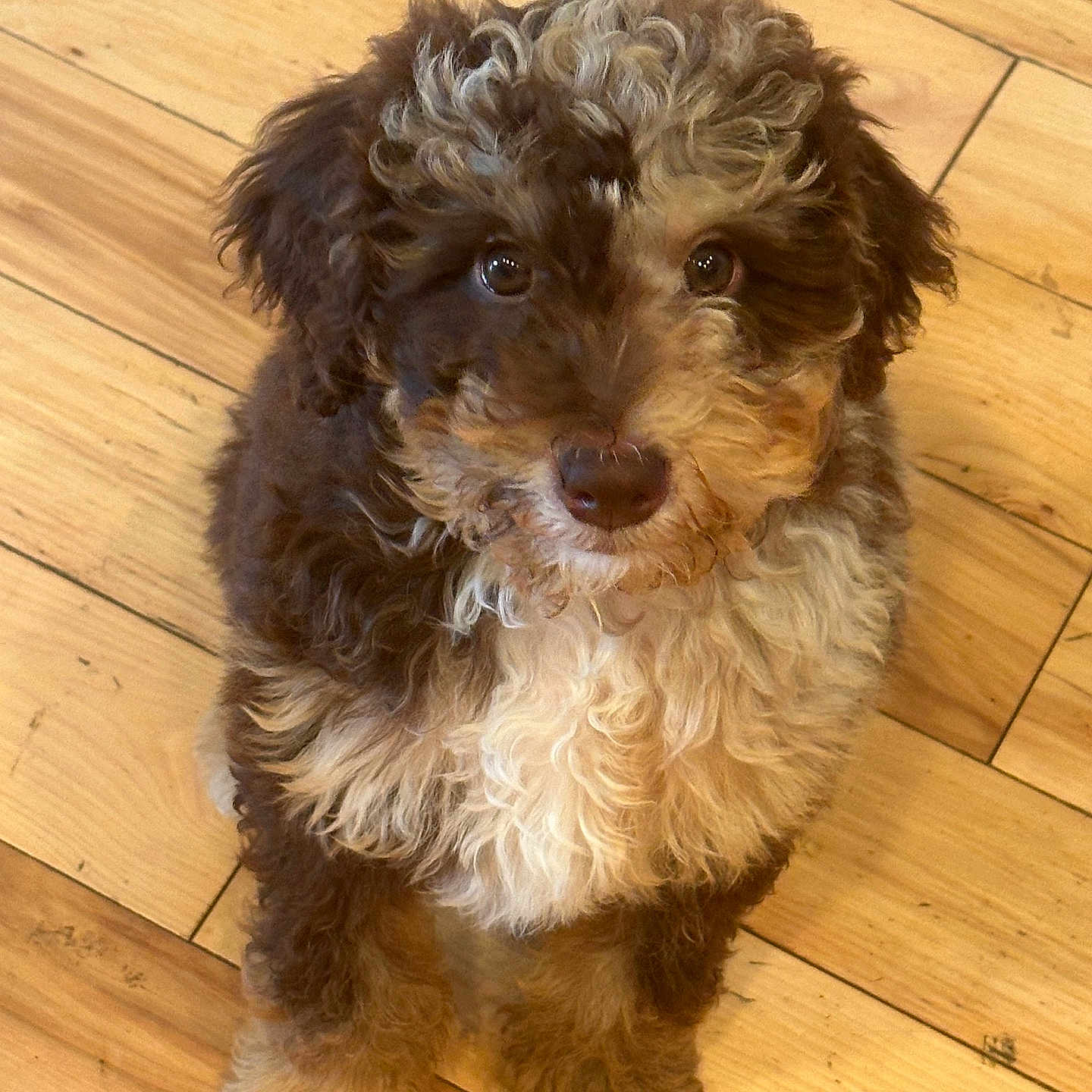 Cooper is registered to the contest to win money with this photo: adorable, animal, brown_fur, companion, curly_coat, curly_fur, cute, dog, domestic_animal, flooring, fluffy, indoor, looking_up, pet, puppy, sitting, small_dog, white_fur, wood_floor, young_dog