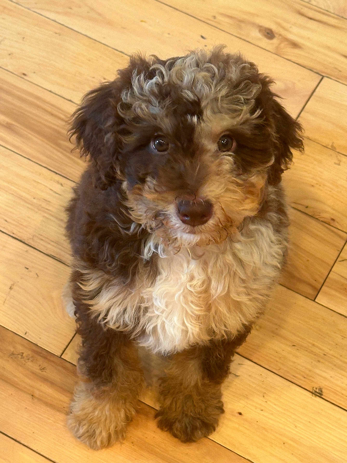 Cooper is registered to the contest to win money with this photo: puppy, dog, pet, curly_fur, brown_fur, white_fur, flooring, wood_floor, indoor, cute, animal, young_dog, looking_up, fluffy, sitting, adorable, companion, domestic_animal, small_dog, curly_coat