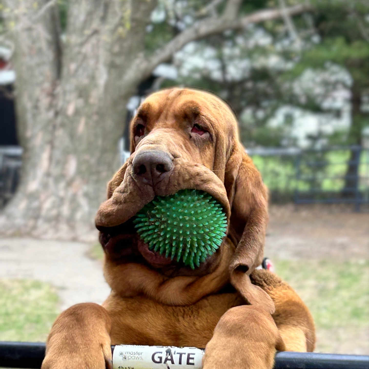 Monarch joined the competition — help win amazing prizes! animal, ball, brown, canine, closeup, dog, ears, expression, fence, gate, grass, leash, nature, outdoor, paw, pet, playful, snout, toy, tree