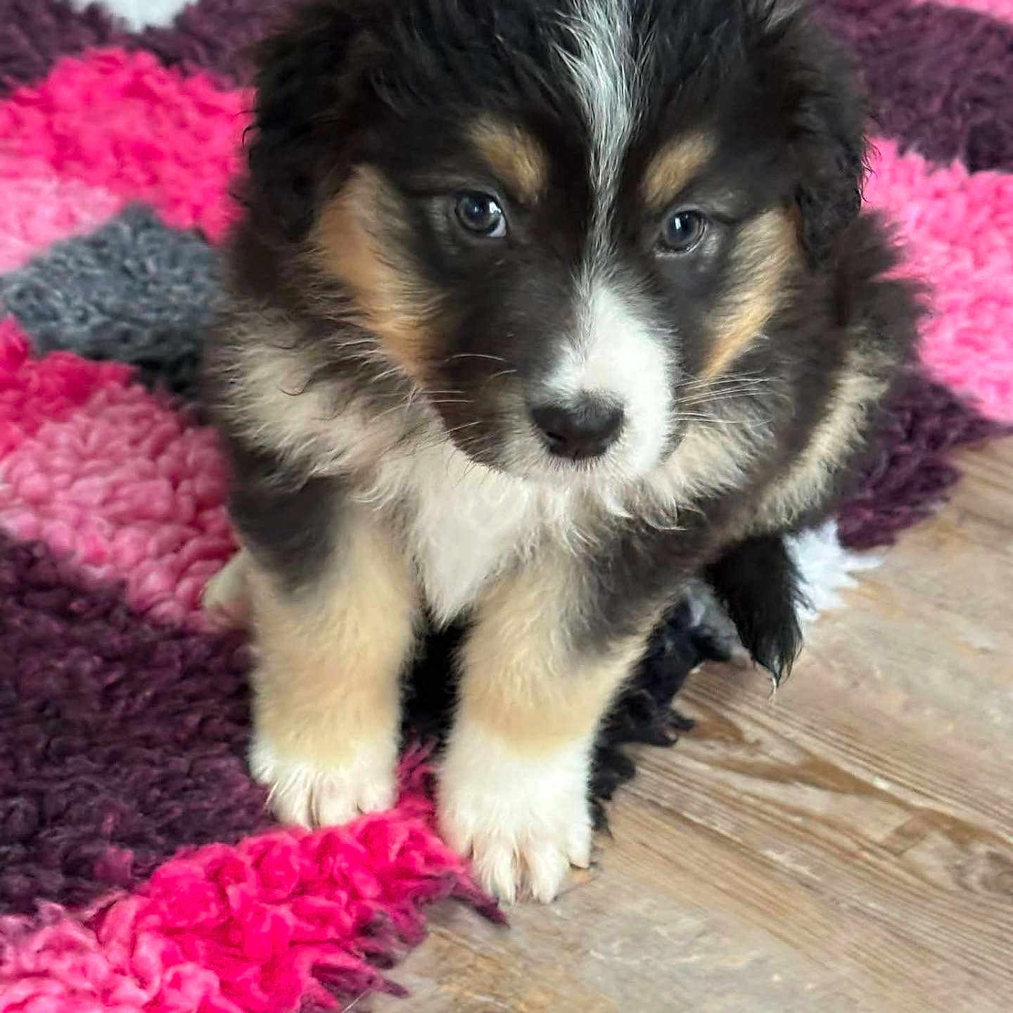 Angie participe au concours pour gagner de l'argent avec cette photo : adorable, animal, black, brown, carpet, cute, dog, floor, fluffy, fur, indoor, pet, pink, portrait, puppy, purple, sitting, small, white, young