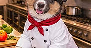 Angie a rejoint le concours — aidez-le/la à gagner de superbes lots ! animal, appliance, chef_coat, chef_hat, cooking, countertop, culinary, cute, dog, food_preparation, happy_dog, indoor, kitchen, pan, pet, portrait, professional_kitchen, red_neckerchief, stove, vegetables