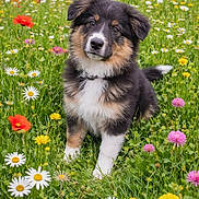Angie participe au concours pour gagner de l'argent avec cette photo : animal, clover, colorful, curious, cute, daisy, dog, flower_field, fluffy, grass, greenery, head_tilt, meadow, nature, outdoor, pet, poppy, puppy, spring, young_dog