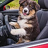 Angie a rejoint le concours — aidez-le/la à gagner de superbes lots ! animal, car, cute, dog, driver_seat, fluffy, fur, greenery, happy, mammal, nature, outdoor, pet, portrait, puppy, red_car, seat, smiling, steering_wheel, young
