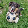 Angie a rejoint le concours — aidez-le/la à gagner de superbes lots ! animal, canine, cute, dog, fur, garden, grass, greenery, happy, nature, outdoor, paw, pet, plant, playful, puppy, smiling, soccer_ball, toy, young