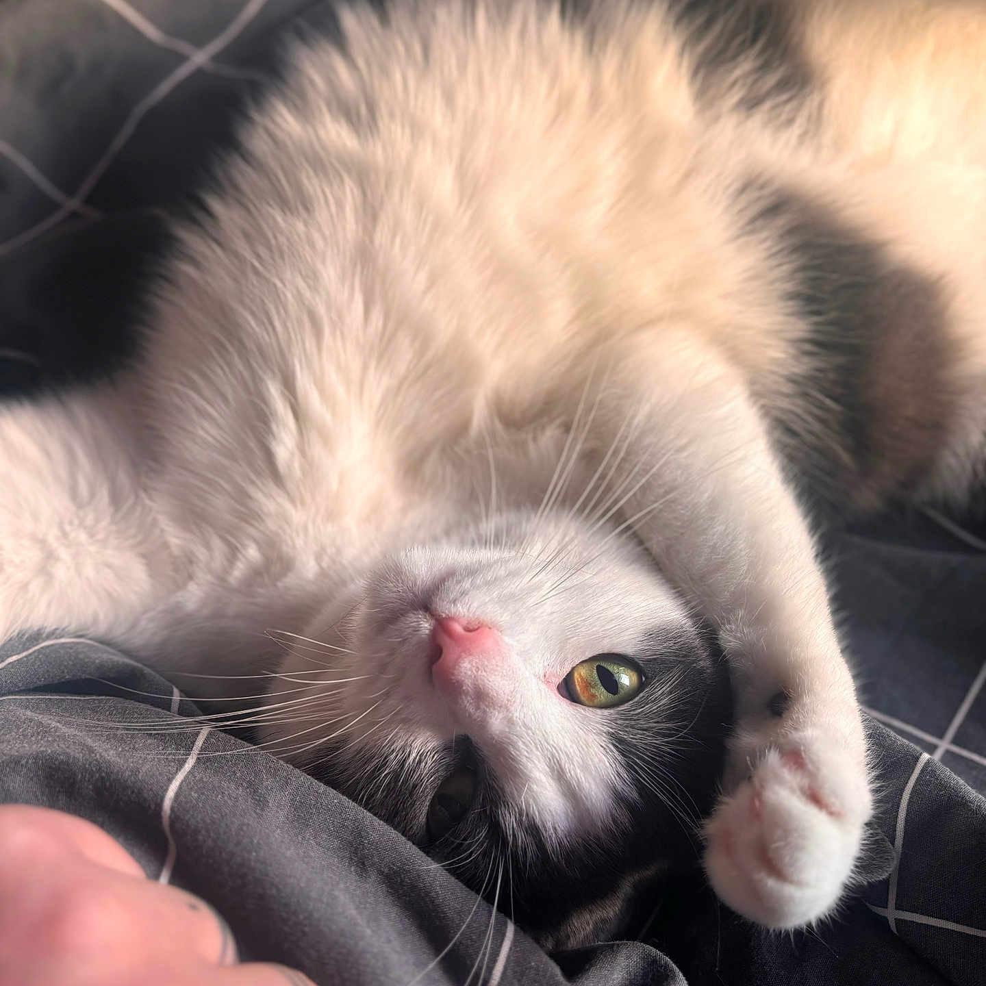 Oreo
