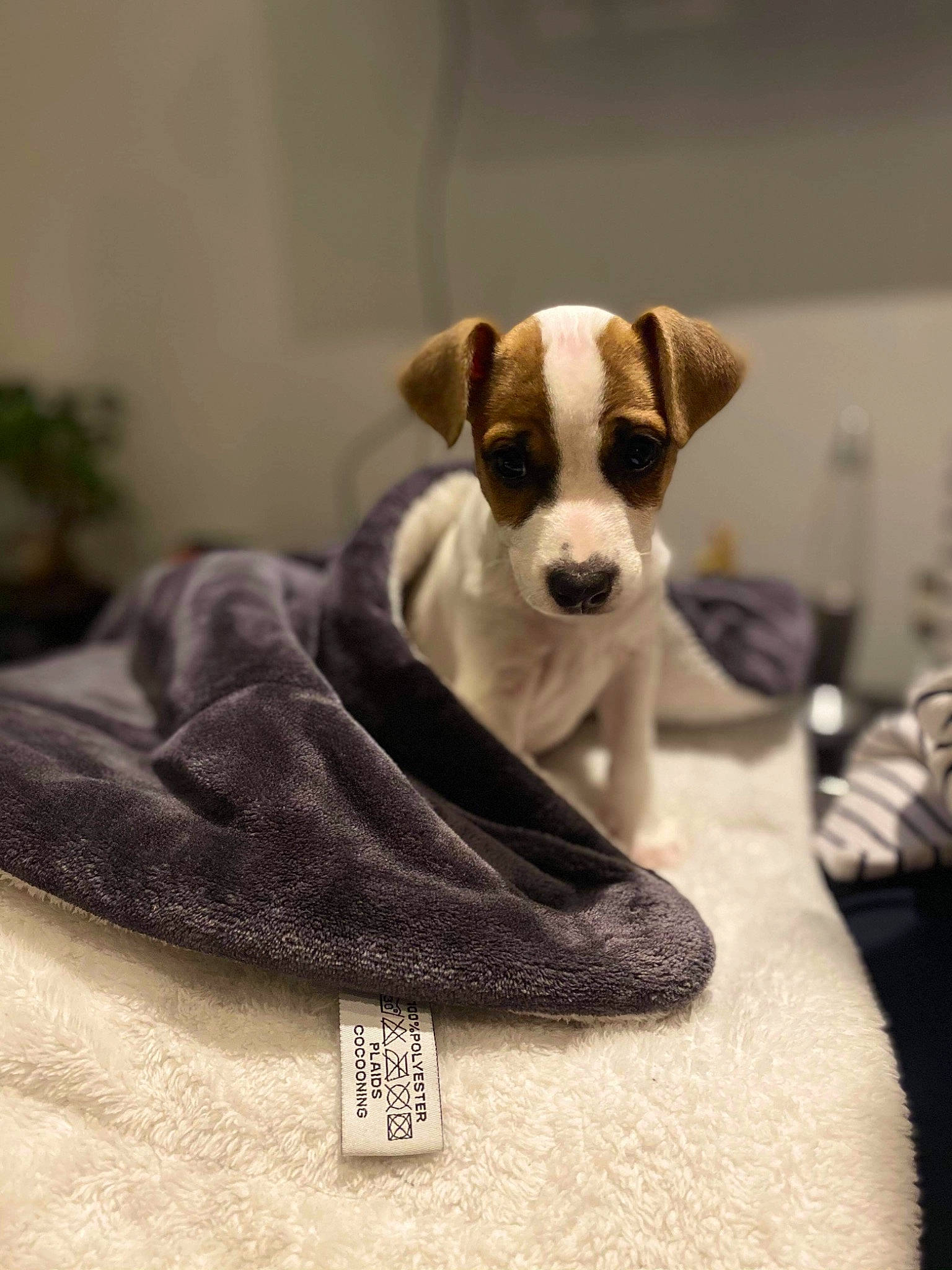 Folie participe au concours pour gagner de l'argent avec cette photo : canidae, carnivore, collar, companion_dog, dog, dog_breed, dog_supply, fawn, fur, houseplant, pet_supply, puppy, snout, sporting_group, working_animal, working_dog