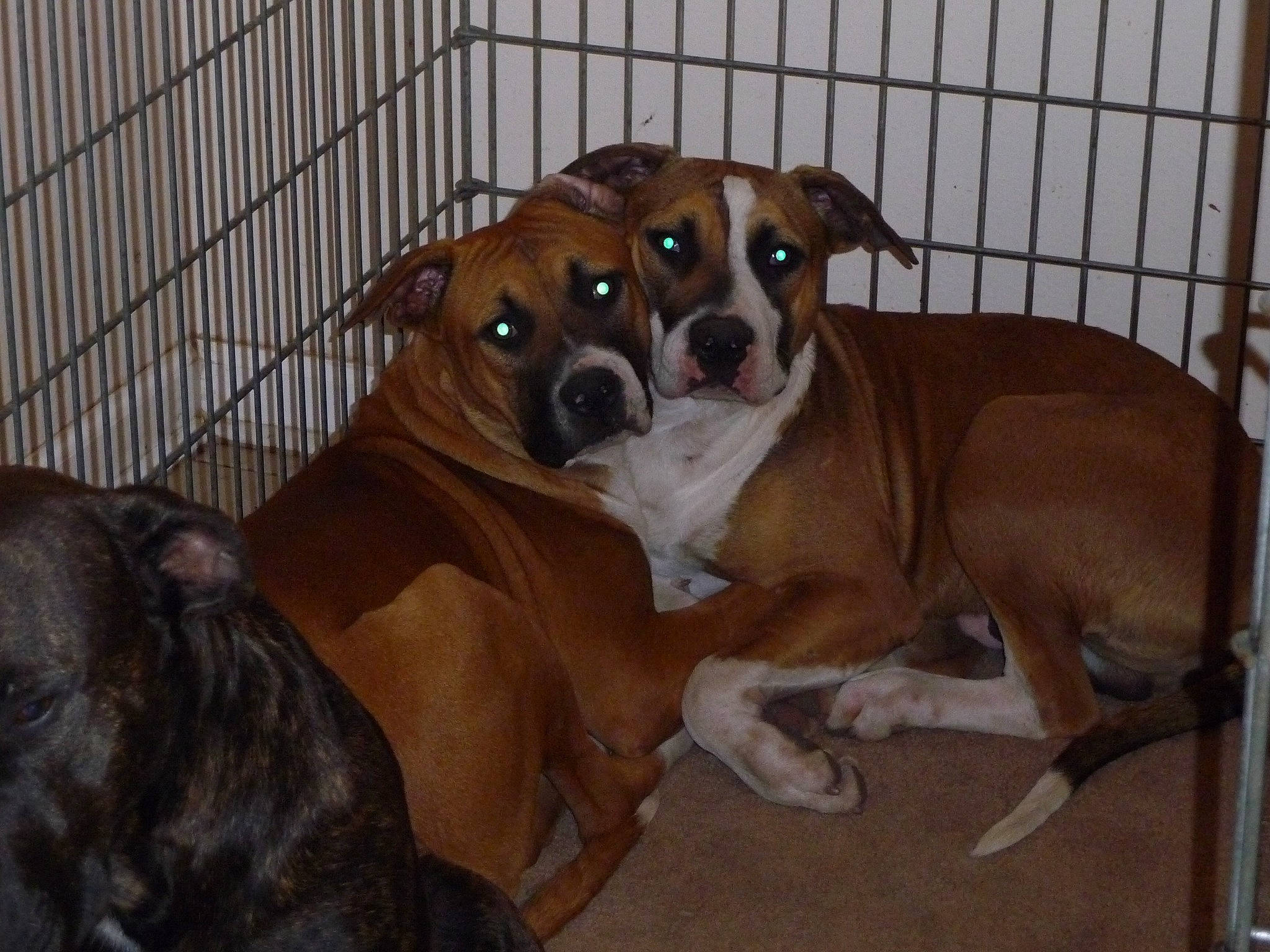 Chico is registered to the contest to win money with this photo: american_bulldog, american_pit_bull_terrier, american_staffordshire_terrier, animal_shelter, boxer, bulldog, canidae, carnivore, companion_dog, dog, dog_breed, fawn, mammal, non_sporting_group, olde_english_bulldogge, rare_breed_dog, snout, sporting_group, valley_bulldog, vertebrate