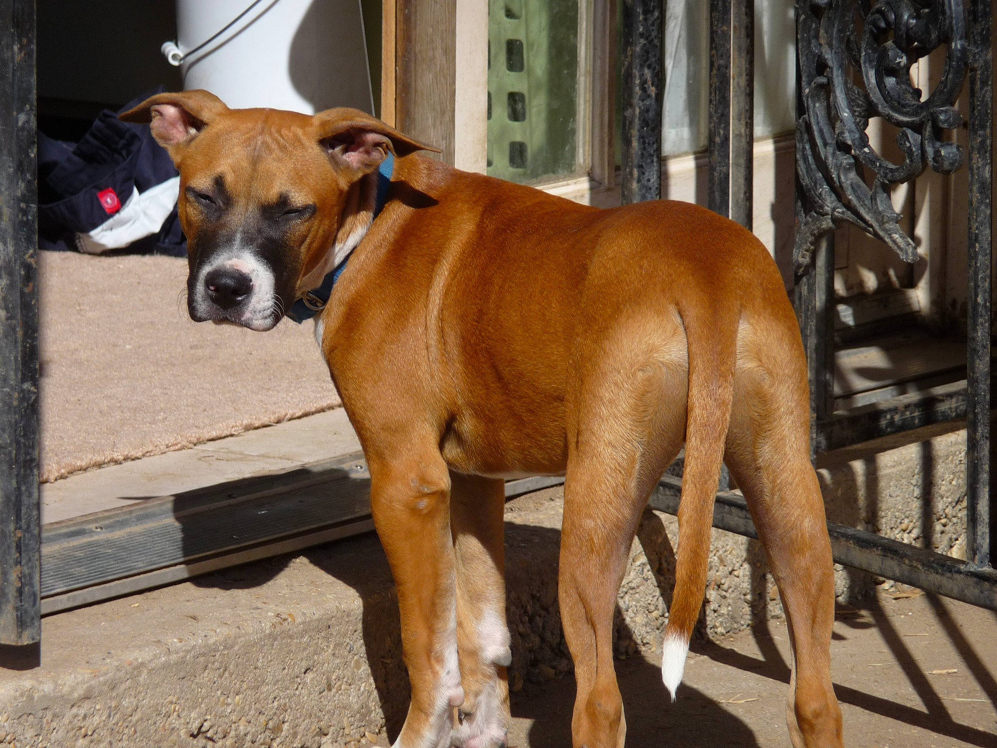 Chico is registered to the contest to win money with this photo: american_staffordshire_terrier, ancient_dog_breeds, black_mouth_cur, boxer, canidae, carnivore, dog, dog_breed, fawn, mammal, non_sporting_group, rare_breed_dog, snout, sporting_group, tosa, vertebrate