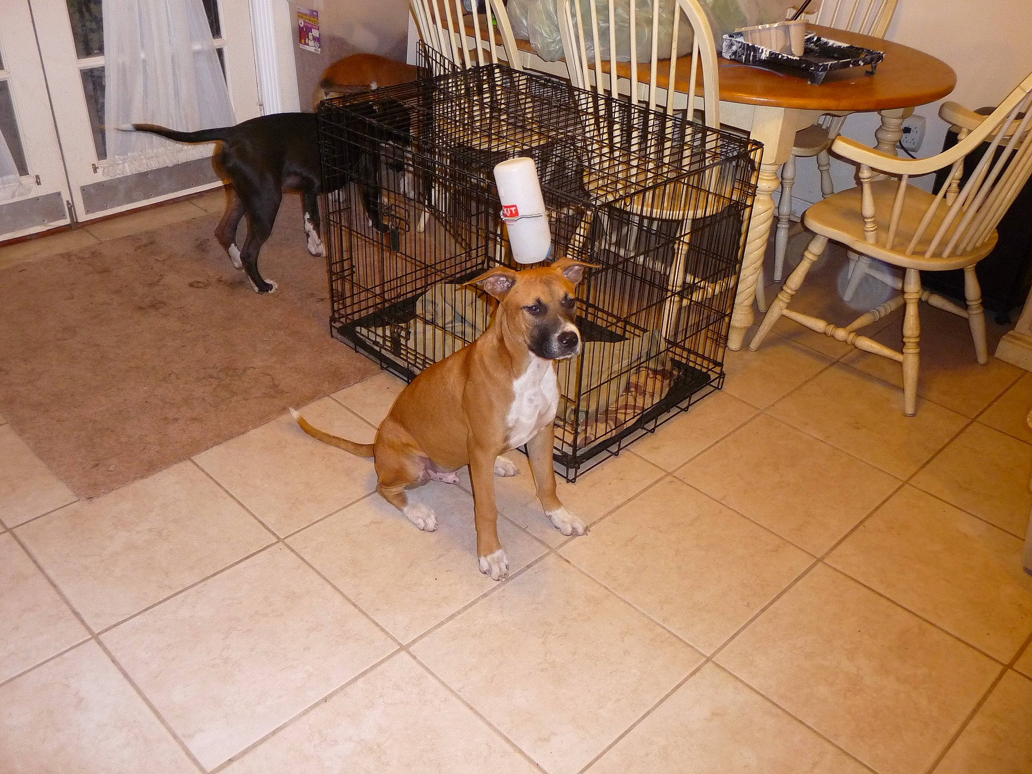 Chico joined the competition — help win amazing prizes! animal_shelter, boxer, canidae, carnivore, dog, dog_breed, fawn, floor, flooring, mammal, non_sporting_group, tile, vertebrate