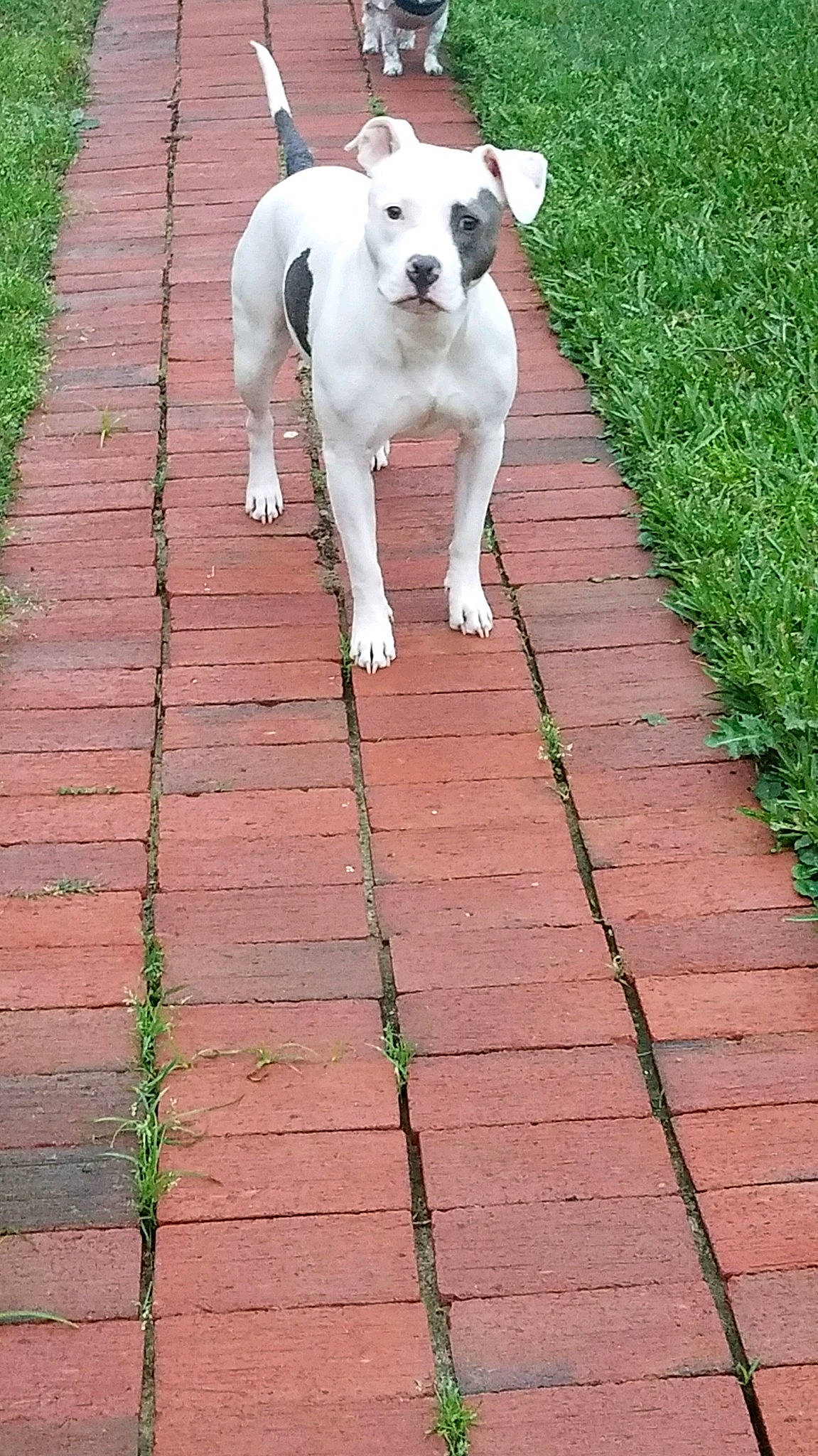 Karma joined the competition — help win amazing prizes! american_bulldog, canidae, carnivore, companion_dog, dog, dog_breed, dogo_argentino, dogo_guatemalteco, fawn, mammal, non_sporting_group, pit_bull, sidewalk, sporting_group, tail, vertebrate