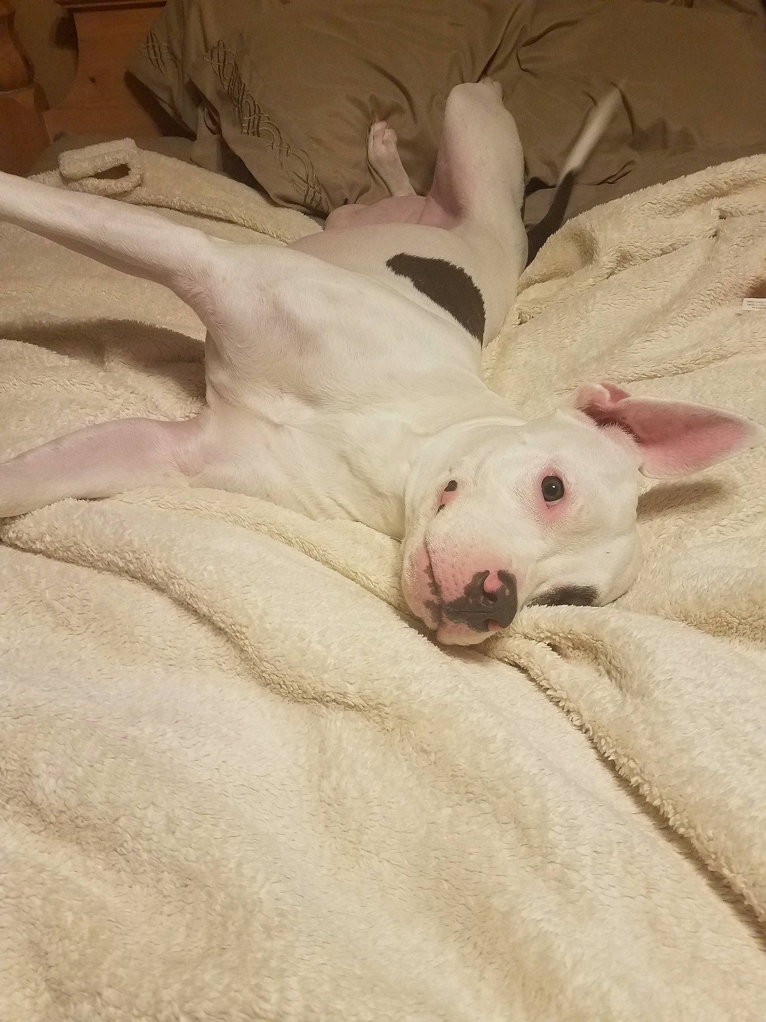 Karma joined the competition — help win amazing prizes! bull_and_terrier, bull_terrier, bull_terrier_miniature, canidae, carnivore, dog, dog_breed, dogo_argentino, dogo_guatemalteco, english_white_terrier, fawn, mammal, non_sporting_group, puppy, snout, vertebrate