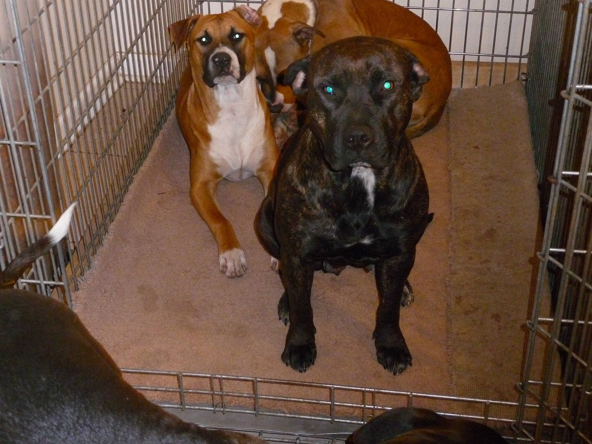 Coco joined the competition — help win amazing prizes! alano_espanol, animal_shelter, boerboel, boxer, canidae, carnivore, companion_dog, dog, dog_breed, fawn, fila_brasileiro, mammal, non_sporting_group, perro_de_presa_canario, portuguese_pointer, rare_breed_dog, snout, sporting_group, tosa, vertebrate