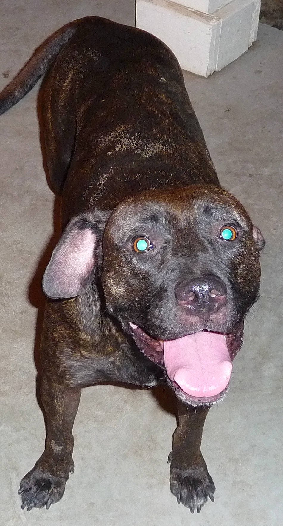 Coco is registered to the contest to win money with this photo: alaunt, american_pit_bull_terrier, american_staffordshire_terrier, bandog, canidae, carnivore, dog, dog_breed, fawn, mammal, non_sporting_group, nose, pit_bull, plott_hound, rare_breed_dog, snout, sporting_group, staffordshire_bull_terrier, treeing_tennessee_brindle, vertebrate