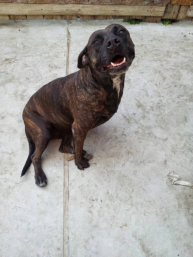 Coco is registered to the contest to win money with this photo: alaunt, bandog, canidae, carnivore, dog, dog_breed, dogo_sardesco, fawn, fila_brasileiro, guard_dog, mammal, perro_de_presa_canario, plott_hound, rare_breed_dog, snout, sporting_group, vertebrate