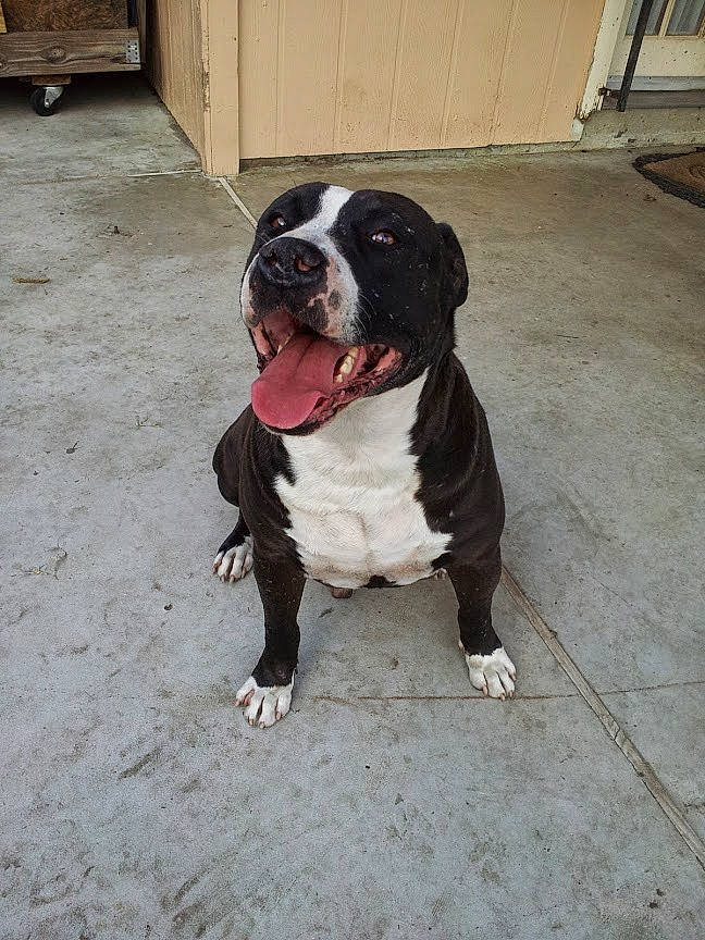 Big Poppa joined the competition — help win amazing prizes! american_bulldog, bulldog, canidae, carnivore, companion_dog, dog, dog_breed, dorset_olde_tyme_bulldogge, fawn, mammal, molosser, non_sporting_group, old_english_bulldog, olde_english_bulldogge, pit_bull, rare_breed_dog, snout, sporting_group, valley_bulldog, vertebrate