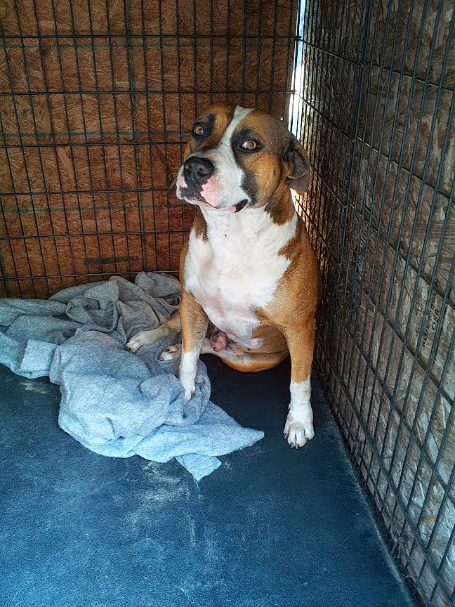 Left Eye is registered to the contest to win money with this photo: american_bulldog, american_staffordshire_terrier, animal_shelter, boxer, bulldog, canidae, carnivore, companion_dog, dog, dog_breed, fawn, mammal, non_sporting_group, posavac_hound, snout, sporting_group, valley_bulldog, vertebrate