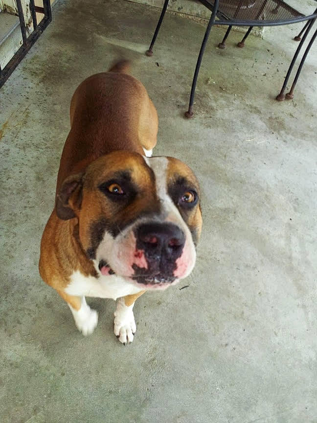 Left Eye is registered to the contest to win money with this photo: american_bulldog, australian_bulldog, boxer, bulldog, canidae, carnivore, companion_dog, dog, dog_breed, fawn, mammal, non_sporting_group, nose, old_english_bulldog, olde_english_bulldogge, rare_breed_dog, snout, sporting_group, valley_bulldog, vertebrate