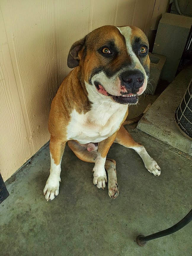 Left Eye is registered to the contest to win money with this photo: american_bulldog, american_pit_bull_terrier, bulldog, canidae, carnivore, companion_dog, dog, dog_breed, fawn, mammal, non_sporting_group, nose, olde_english_bulldogge, pit_bull, rare_breed_dog, snout, sporting_group, valley_bulldog, vertebrate, whiskers