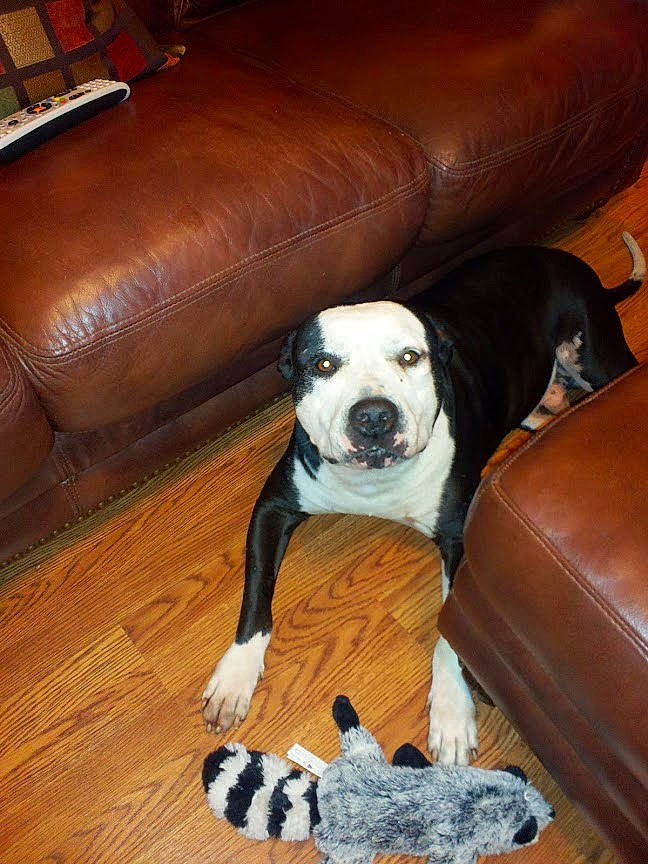 Deuce is registered to the contest to win money with this photo: american_bulldog, american_pit_bull_terrier, american_staffordshire_terrier, canidae, carnivore, dog, dog_breed, fawn, mammal, non_sporting_group, pit_bull, vertebrate