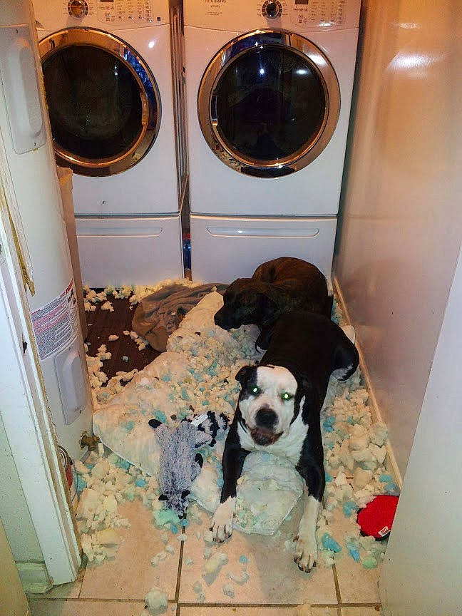 Deuce is registered to the contest to win money with this photo: american_bulldog, canidae, carnivore, dog, dog_breed, laundry, non_sporting_group, pointer, room, sporting_group, washing_machine