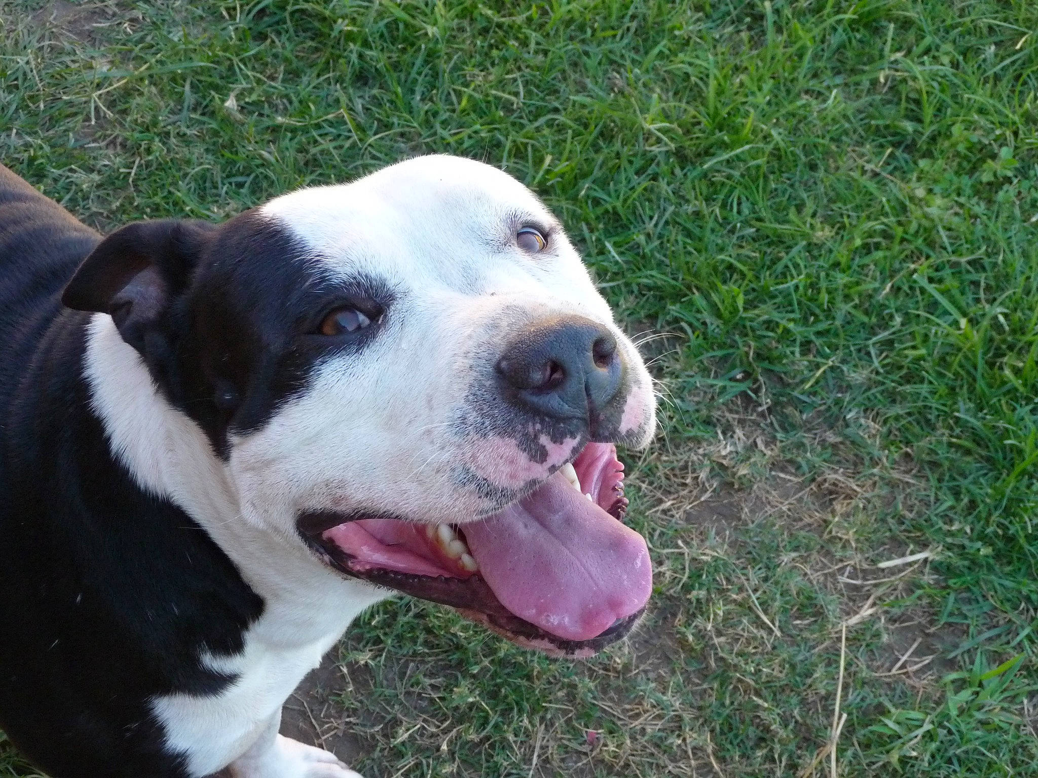 Deuce joined the competition — help win amazing prizes! american_bulldog, american_pit_bull_terrier, american_staffordshire_terrier, bulldog, bully_kutta, canidae, carnivore, catahoula_bulldog, dog, dog_breed, dogo_argentino, dogo_guatemalteco, mammal, non_sporting_group, pit_bull, rare_breed_dog, snout, sporting_group, valley_bulldog, vertebrate