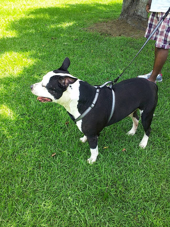 Deuce joined the competition — help win amazing prizes! american_staffordshire_terrier, boston_terrier, bull_and_terrier, canidae, carnivore, companion_dog, dog, dog_breed, fawn, grass, lawn, mammal, non_sporting_group, plant, snout, sporting_group, tail, vertebrate