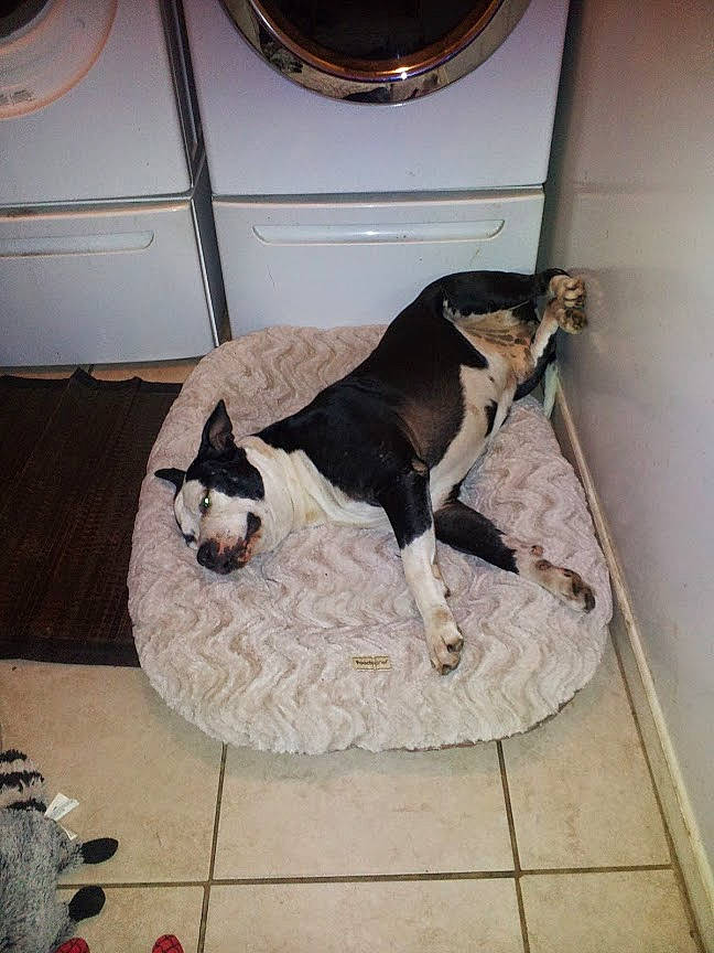 Deuce is registered to the contest to win money with this photo: boston_terrier, canidae, carnivore, dog, dog_breed, floor, non_sporting_group, pointer, sporting_group, tail