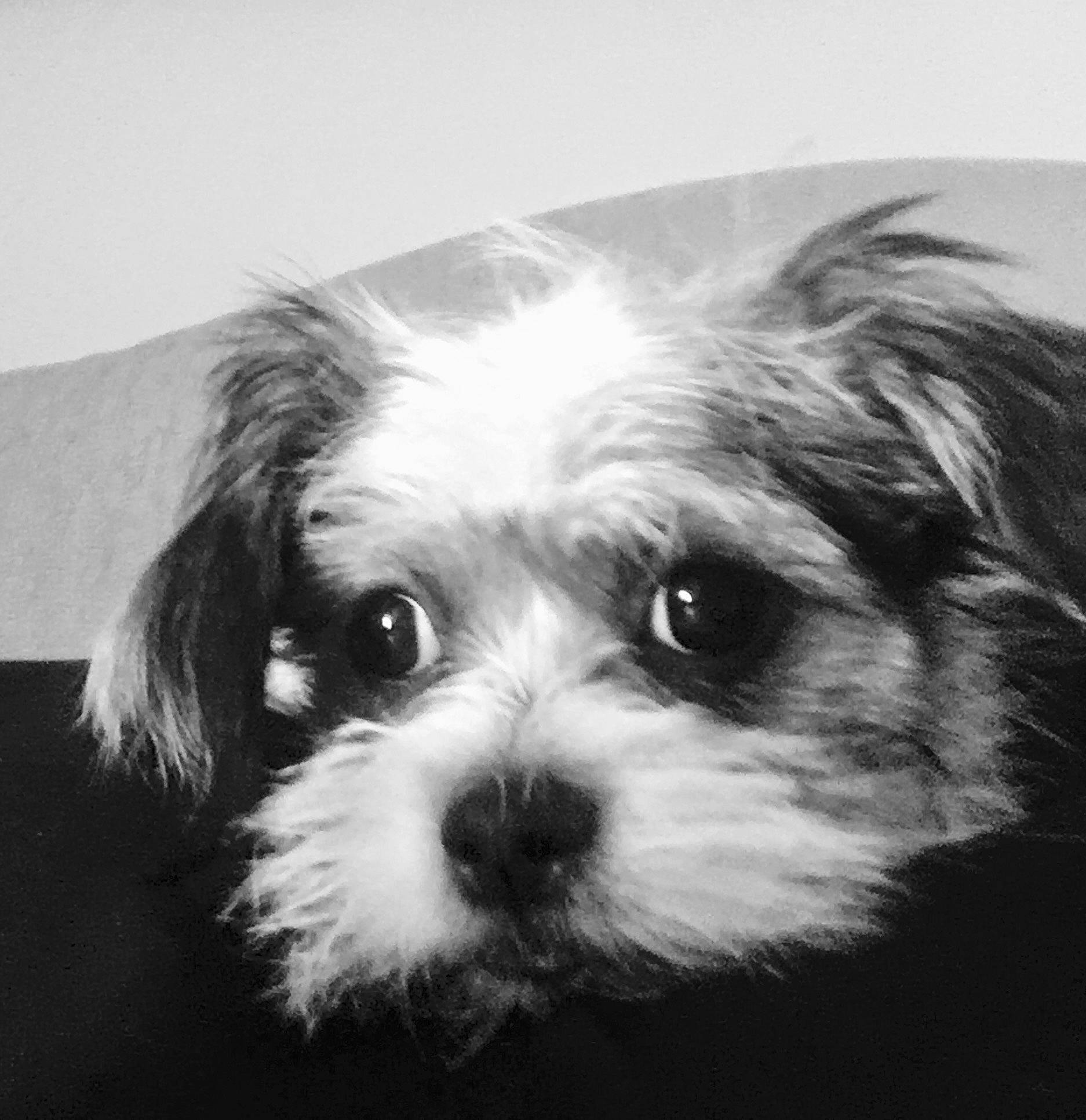 Pickles is registered to the contest to win money with this photo: black_and_white, canidae, carnivore, chinese_imperial_dog, close_up, companion_dog, dog, dog_breed, eye, kyi_leo, lhasa_apso, mal_shi, maltepoo, maltese, mammal, morkie, nose, puppy, shih_tzu, snout