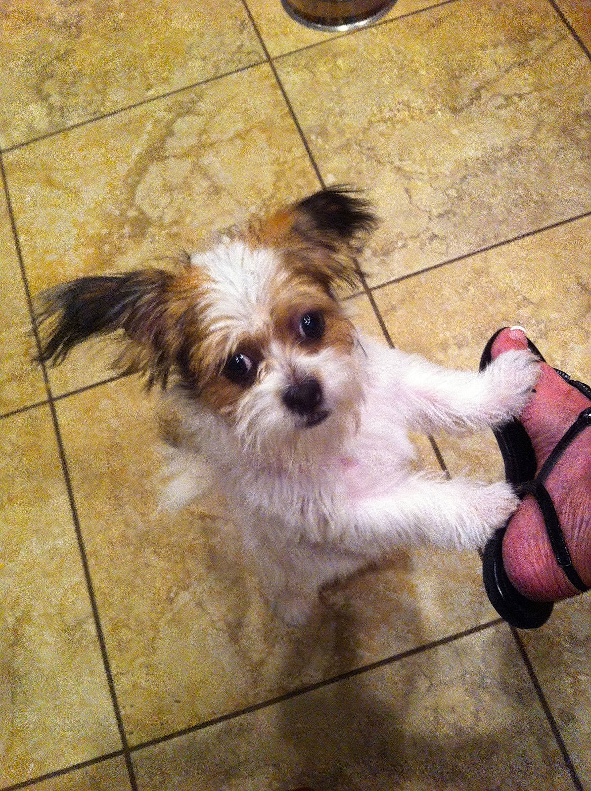 Pickles joined the competition — help win amazing prizes! biewer_terrier, canidae, carnivore, cavachon, chinese_imperial_dog, companion_dog, dog, dog_breed, lhasa_apso, mal_shi, maltepoo, mammal, morkie, poodle_crossbreed, puppy, shih_tzu, sporting_lucas_terrier, toy_dog, vertebrate, yorkshire_terrier