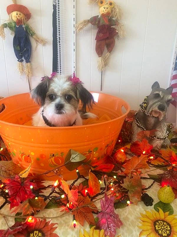 Pickles joined the competition — help win amazing prizes! canidae, carnivore, cavachon, chinese_imperial_dog, companion_dog, dog, dog_breed, fawn, havanese, lhasa_apso, mal_shi, mammal, morkie, non_sporting_group, puppy, rare_breed_dog, shih_tzu, sporting_lucas_terrier, toy_dog, yorkshire_terrier