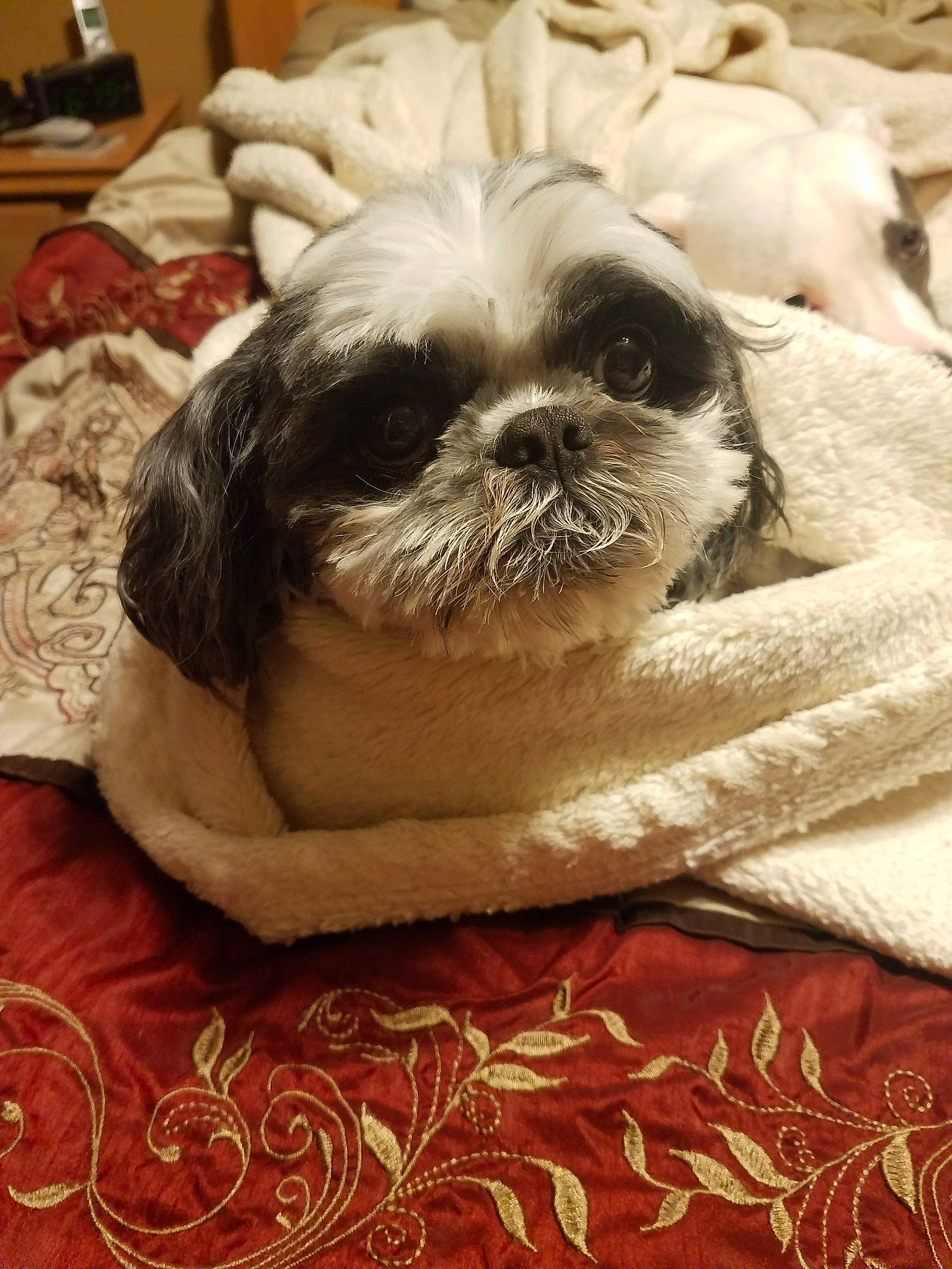 Patches is registered to the contest to win money with this photo: canidae, carnivore, chinese_imperial_dog, companion_dog, dog, dog_breed, fawn, fur, kyi_leo, lhasa_apso, lowchen, mammal, non_sporting_group, puppy, rare_breed_dog, shih_tzu, snout, sporting_group, toy_dog, vertebrate