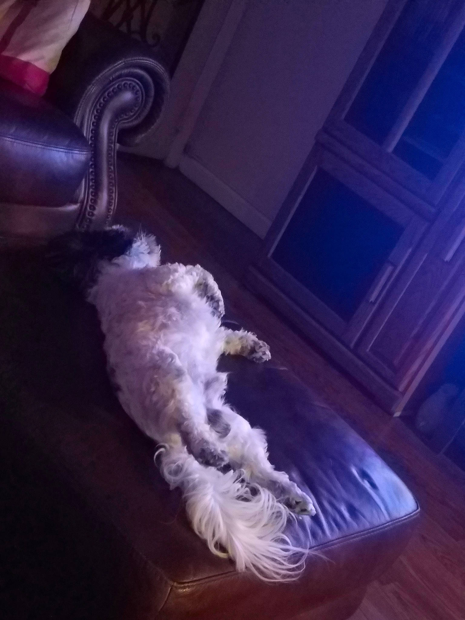 Patches is registered to the contest to win money with this photo: canidae, carnivore, cloud, cockapoo, companion_dog, maltese, sporting_group, tail