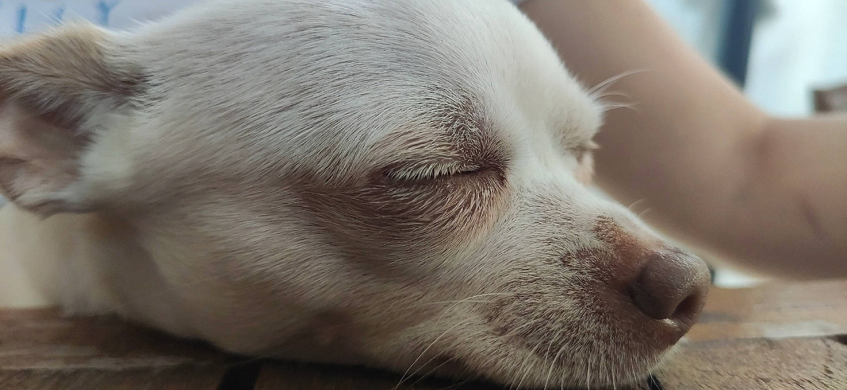 Ylann a rejoint le concours — aidez-le/la à gagner de superbes lots ! bored, canidae, carnivore, close_up, comfort, companion_dog, dog, dog_breed, ear, fawn, fur, jaw, monochrome, monochrome_photography, non_sporting_group, snout, sporting_group, terrestrial_animal, whiskers, working_animal