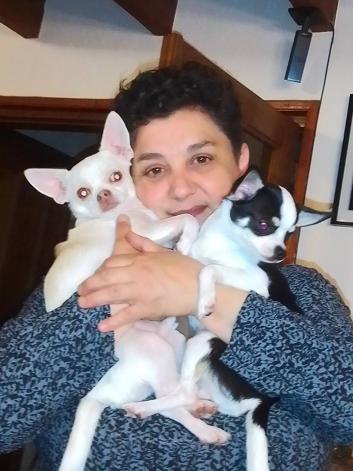 Ylann a rejoint le concours — aidez-le/la à gagner de superbes lots ! carnivore, cat, comfort, companion_dog, dog, dog_breed, ear, eye, fawn, felidae, fur, iris, mammal, skin, small_to_medium_sized_cats, snout, toy_dog, vertebrate, whiskers, white