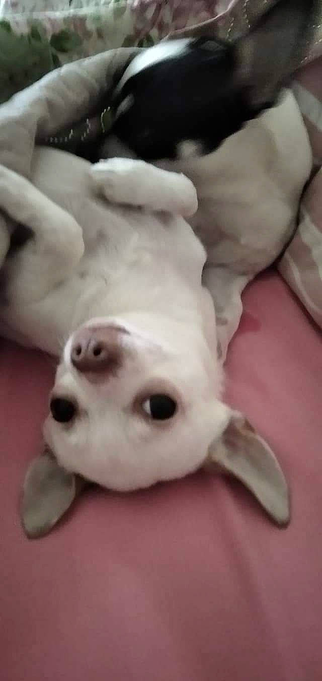 Ylann participe au concours pour gagner de l'argent avec cette photo : art, canidae, carnivore, companion_dog, creative_arts, dog_breed, ear, fawn, fur, non_sporting_group, paw, snout, sporting_group, tail, toy, white, wood, working_animal