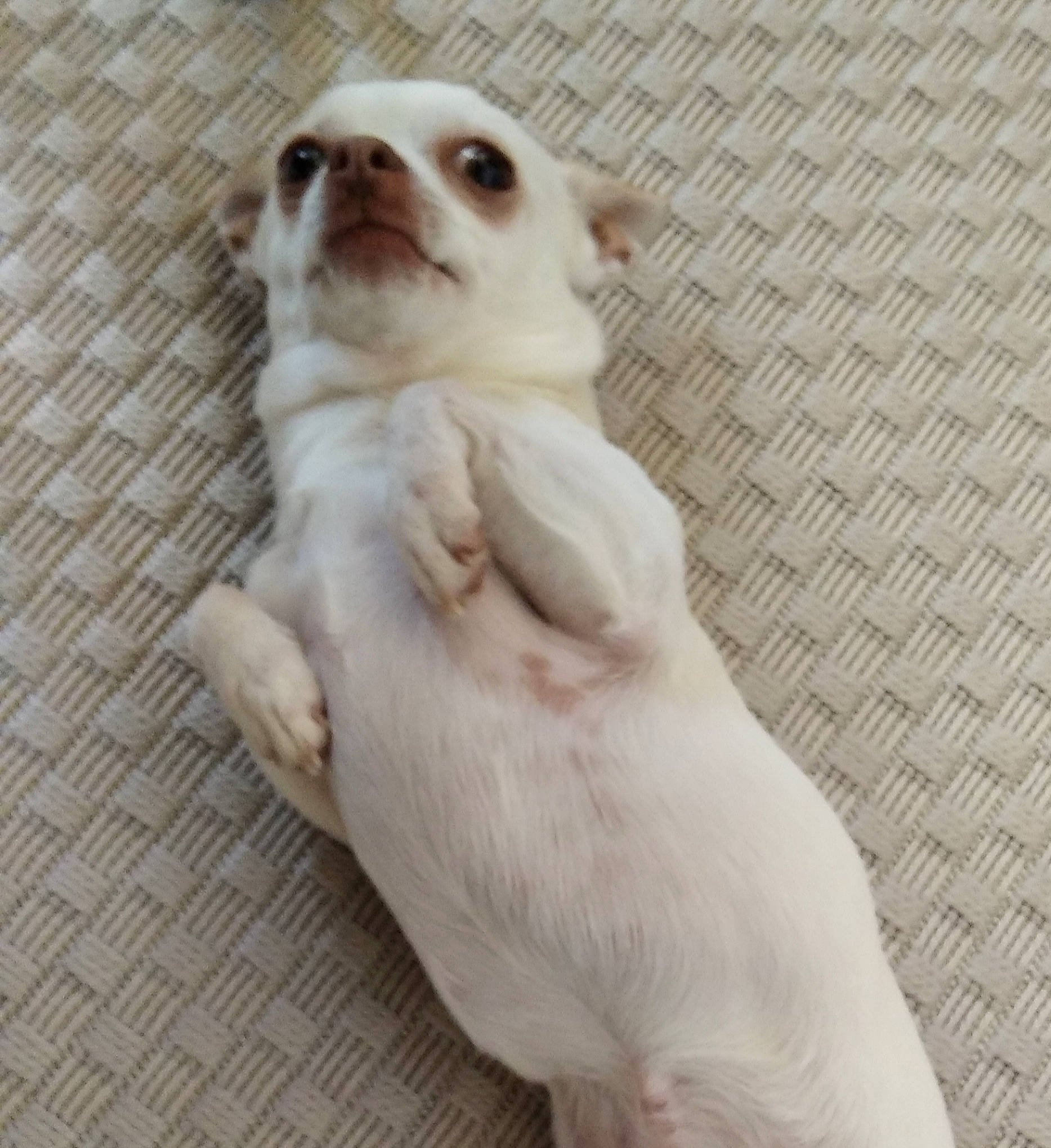 Ylann a rejoint le concours — aidez-le/la à gagner de superbes lots ! canidae, carnivore, companion_dog, dog, dog_breed, dog_supply, fawn, felidae, flooring, fur, german_spitz, paw, snout, sporting_group, tail, toy_dog, volpino_italiano, whiskers, wood, working_animal