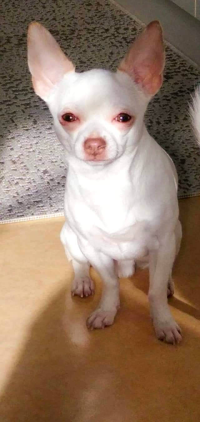 Ylann a rejoint le concours — aidez-le/la à gagner de superbes lots ! canidae, carnivore, companion_dog, corgi_chihuahua, dog, dog_breed, ear, eye, fawn, fur, hardwood, head, no_expression, non_sporting_group, pattern, snout, terrestrial_animal, toy_dog, whiskers, working_animal