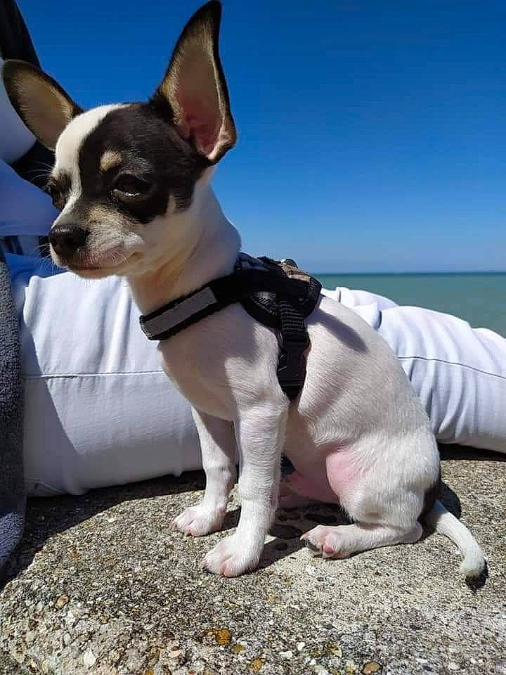Papillon participe au concours pour gagner de l'argent avec cette photo : boston_terrier, canidae, carnivore, chihuahua, collar, companion_dog, dog, dog_breed, dog_collar, dog_supply, eyewear, fawn, leash, sitting, sky, snout, sporting_group, toy_dog, water, working_animal