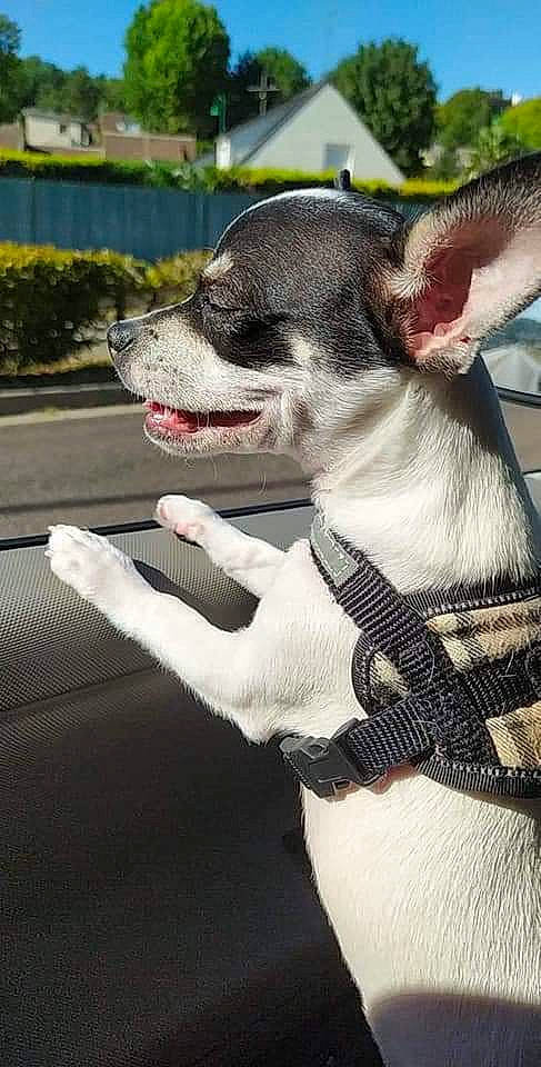 Papillon a rejoint le concours — aidez-le/la à gagner de superbes lots ! canidae, carnivore, collar, companion_dog, dog, dog_breed, dog_collar, dog_supply, ear, fawn, fur, gesture, grey, pattern, plant, snout, sporting_group, sunglasses, whiskers, working_animal