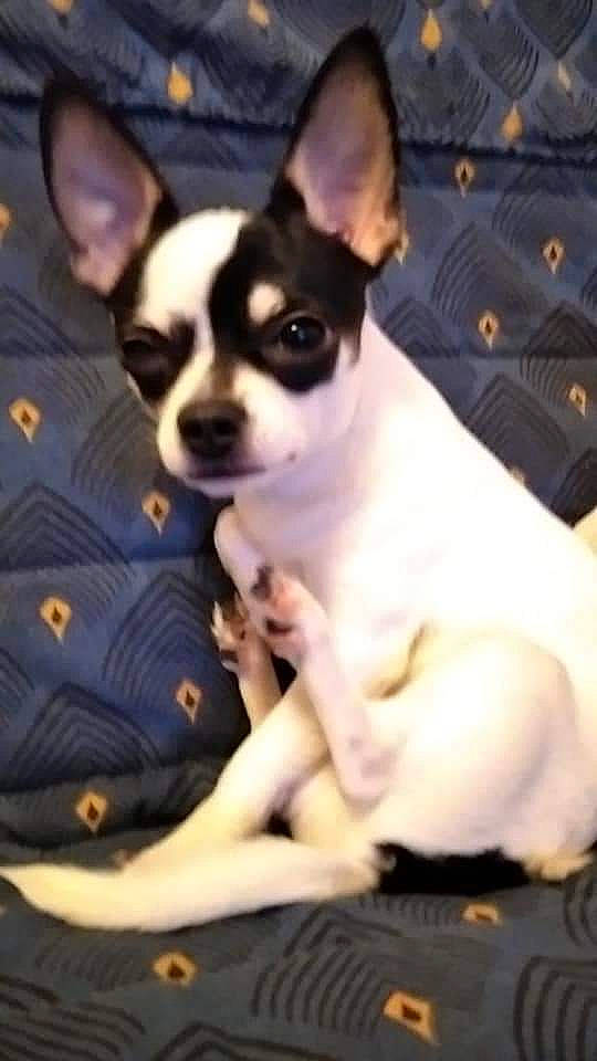 Papillon a rejoint le concours — aidez-le/la à gagner de superbes lots ! carnivore, chihuahua, comfort, companion_dog, corgi_chihuahua, dog, dog_breed, ear, fur, non_sporting_group, snout, terrestrial_animal, toy_dog, whiskers, working_animal