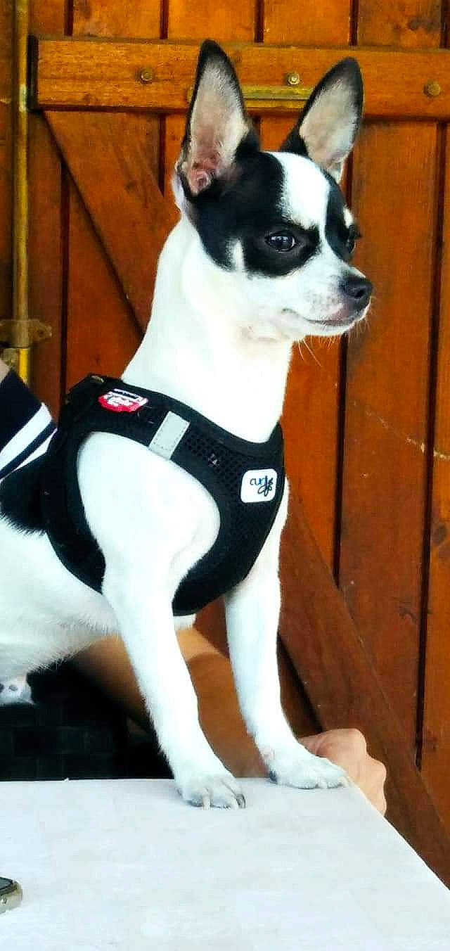 Papillon participe au concours pour gagner de l'argent avec cette photo : boston_terrier, canidae, carnivore, collar, companion_dog, dog, dog_breed, dog_clothes, dog_collar, dog_supply, fashion_accessory, fawn, pet_supply, snout, sporting_group, tail, toy_dog, whiskers, white, working_animal