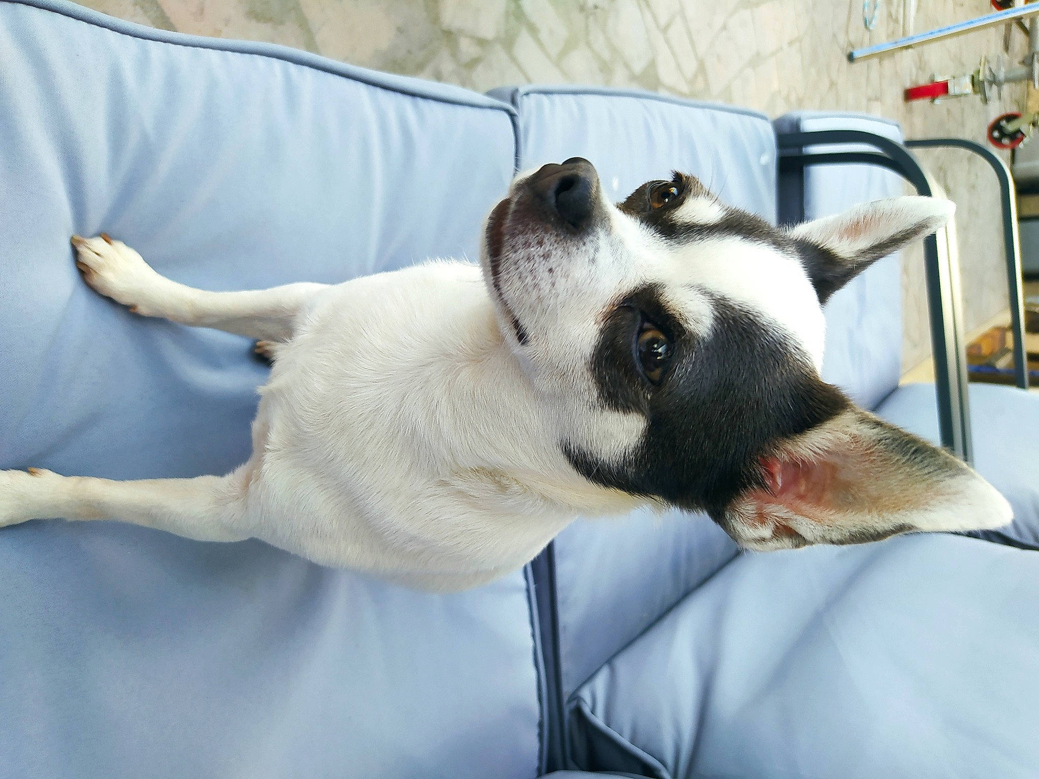 Olia participe au concours pour gagner de l'argent avec cette photo : canidae, carnivore, collar, comfort, companion_dog, couch, dog, dog_breed, fawn, felidae, fur, linens, nap, paw, small_to_medium_sized_cats, snout, sporting_group, terrestrial_animal, whiskers, working_animal