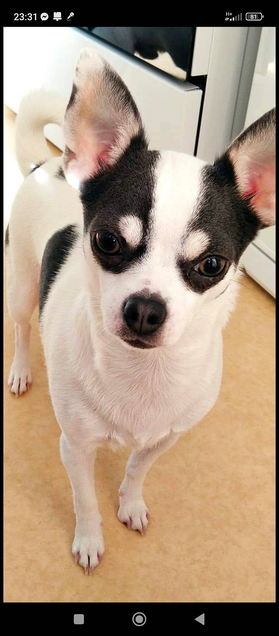 Olia participe au concours pour gagner de l'argent avec cette photo : canidae, carnivore, collar, companion_dog, corgi_chihuahua, dog, dog_breed, dog_collar, dog_supply, ear, fawn, fur, non_sporting_group, paw, snout, sporting_group, terrestrial_animal, toy_dog, whiskers, working_animal