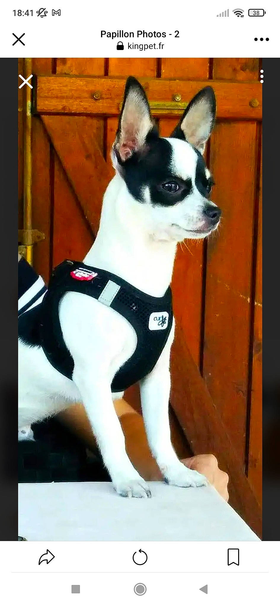 Papillon a rejoint le concours — aidez-le/la à gagner de superbes lots ! ancient_dog_breeds, boston_terrier, canidae, carnivore, collar, companion_dog, dog, dog_breed, dog_collar, dog_supply, fawn, non_sporting_group, pet_supply, rectangle, snout, sporting_group, tail, toy_dog, whiskers, working_animal