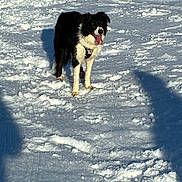 Naia a rejoint le concours — aidez-le/la à gagner de superbes lots ! black_and_white, border_collie, cold, dog, footprints, fur, ground, happy, harness, landscape, muzzle, outdoors, pet, play, shadow, snow, standing, sunshine, tongue_out, winter