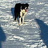 black_and_white, border_collie, cold, dog, footprints, fur, ground, happy, harness, landscape, muzzle, outdoors, pet, play, shadow, snow, standing, sunshine, tongue_out, winter