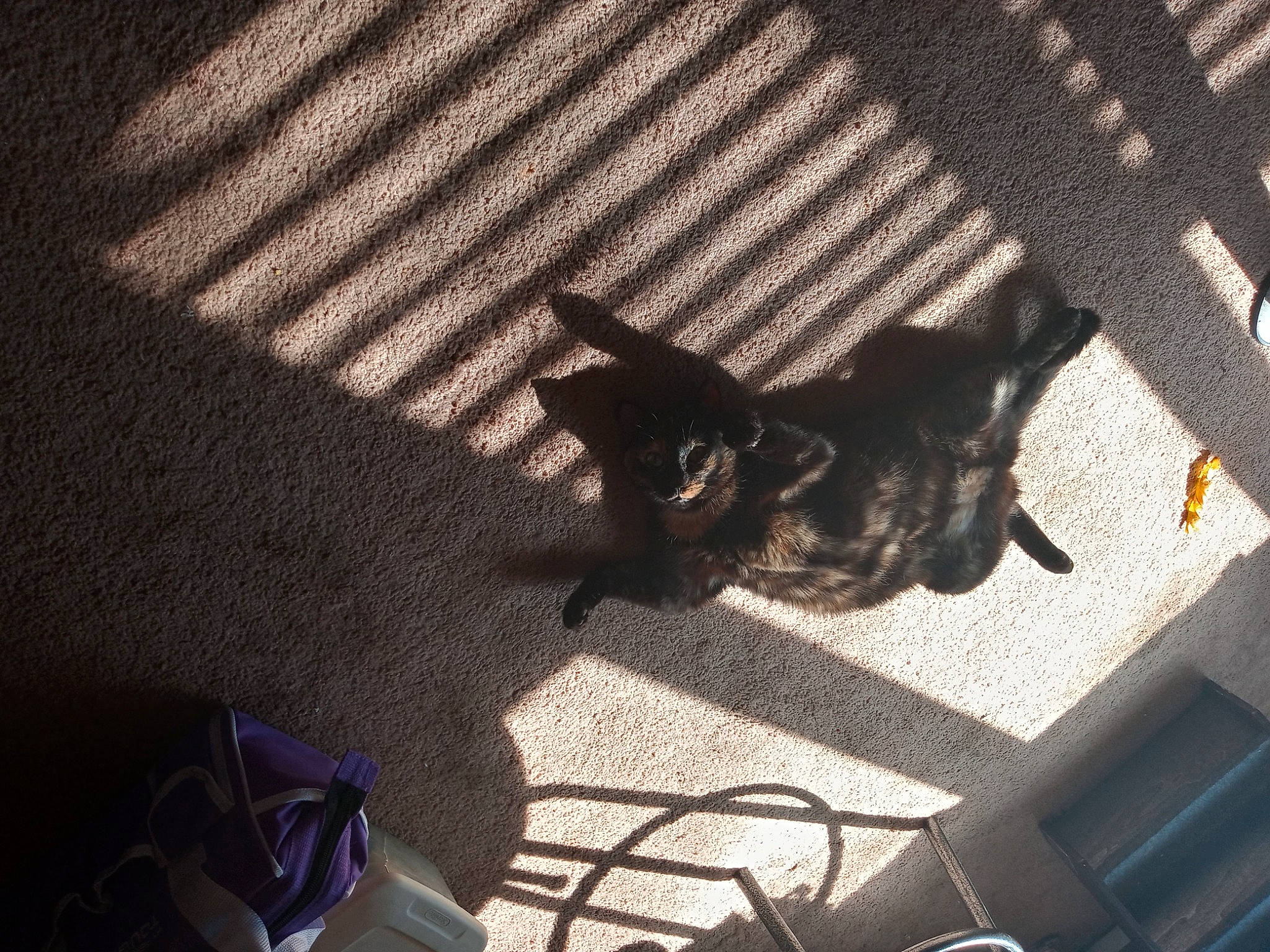 Pita is registered to the contest to win money with this photo: automotive_exterior, bag, carnivore, comfort, companion_dog, darkness, dog_breed, felidae, floor, flooring, grey, luggage_and_bags, pattern, shadow, small_to_medium_sized_cats, tail, tints_and_shades, toy_dog, whiskers, wood