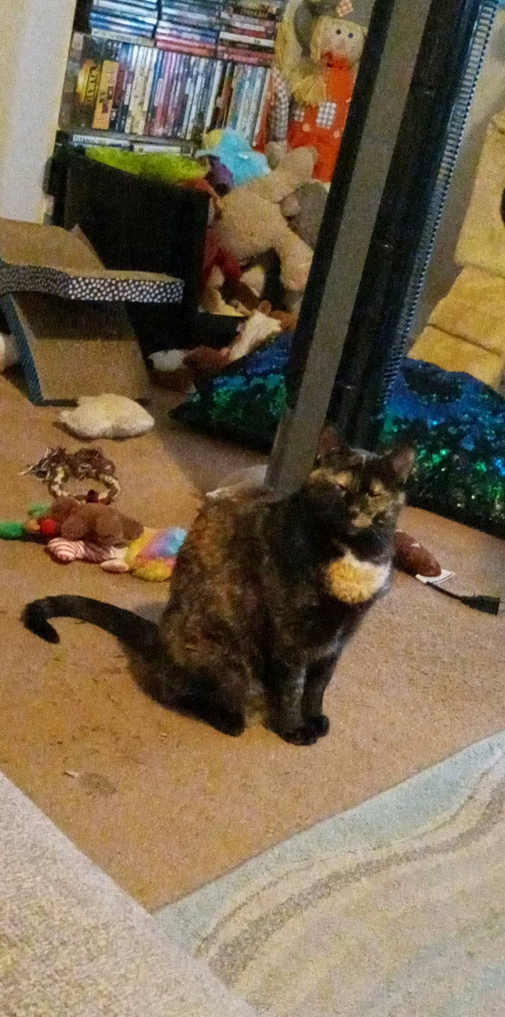 Pita joined the competition — help win amazing prizes! black_cat, canidae, carnivore, cat, chair, claw, dog_breed, domestic_short_haired_cat, fawn, felidae, floor, flooring, fur, paw, road_surface, small_to_medium_sized_cats, stuffed_toy, tail, whiskers, wood