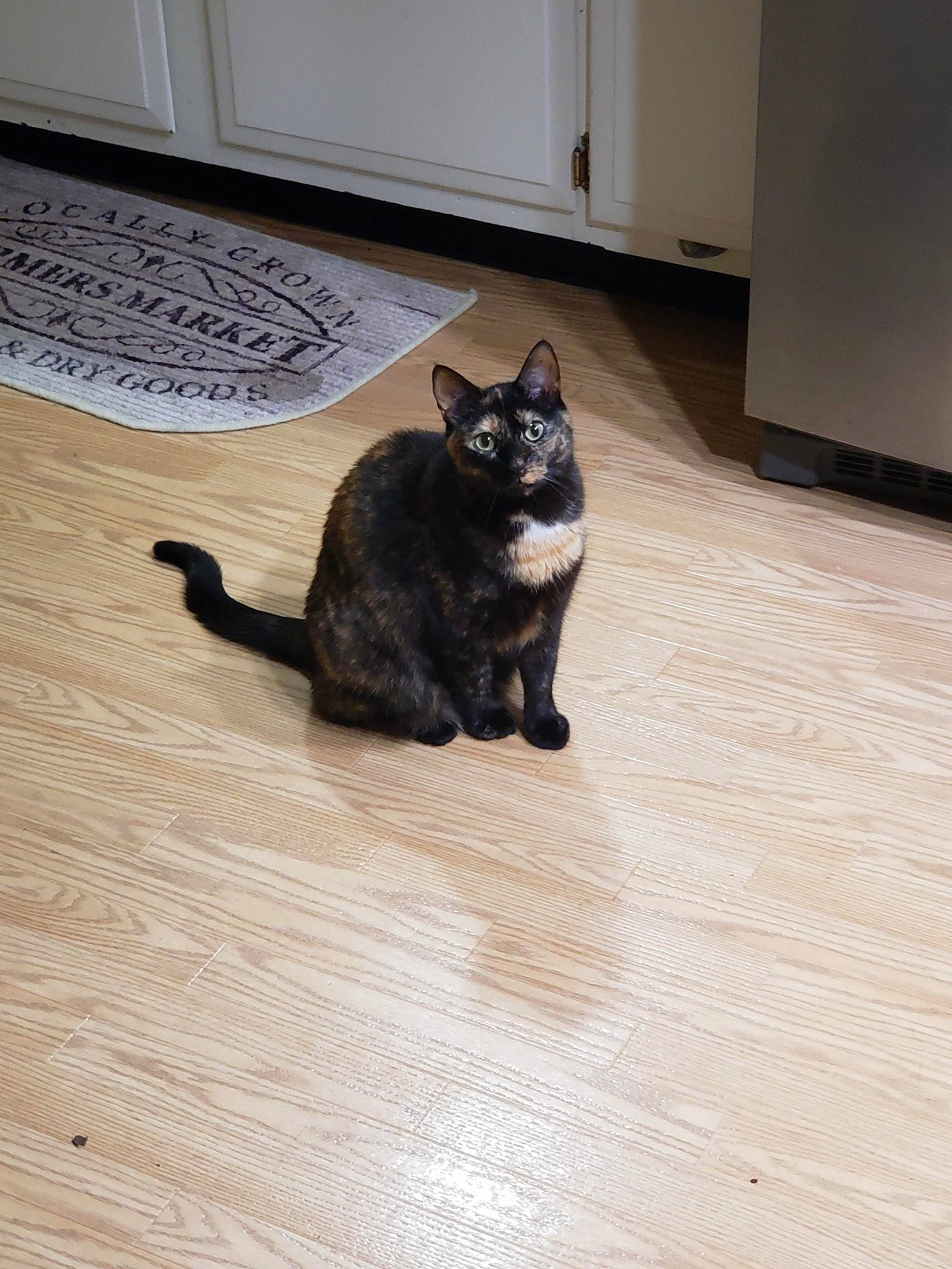 Pita is registered to the contest to win money with this photo: black_cat, brown, carnivore, cat, comfort, dog_breed, fawn, felidae, floor, flooring, grey, hardwood, laminate_flooring, small_to_medium_sized_cats, snout, tail, whiskers, wood, wood_flooring, wood_stain