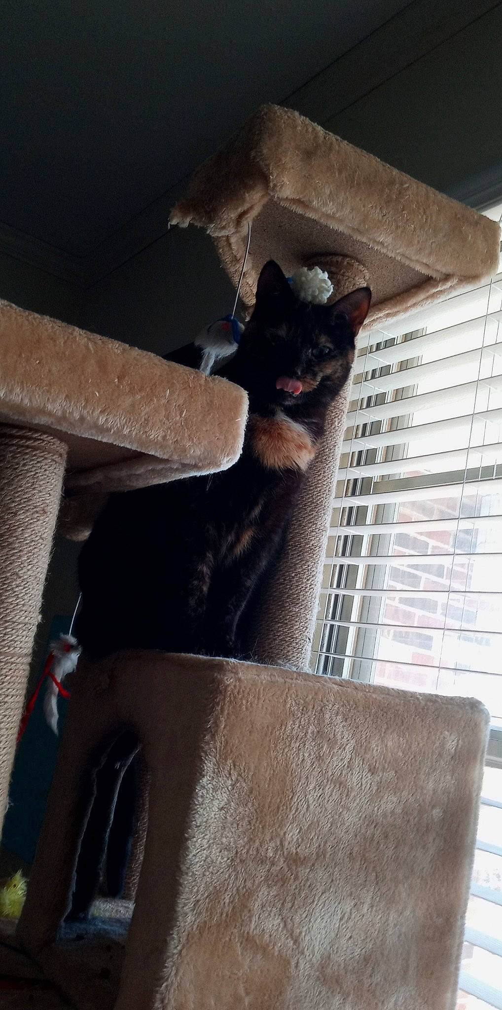 Pita is registered to the contest to win money with this photo: black_cat, canidae, carnivore, cat, comfort, domestic_short_haired_cat, felidae, flooring, fur, hardwood, house, metal, paw, room, small_to_medium_sized_cats, square, tail, whiskers, window, wood